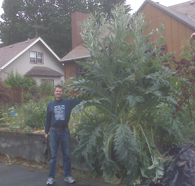 Artichoke in front yard garden