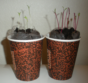 Tomato and Beet Sprouts
