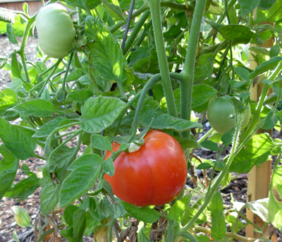 First tomato on vine